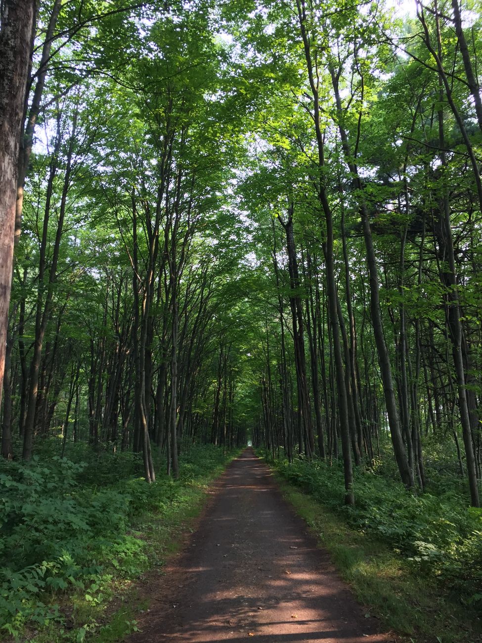 Débuter en trail : passer du running au sentier sans se planter