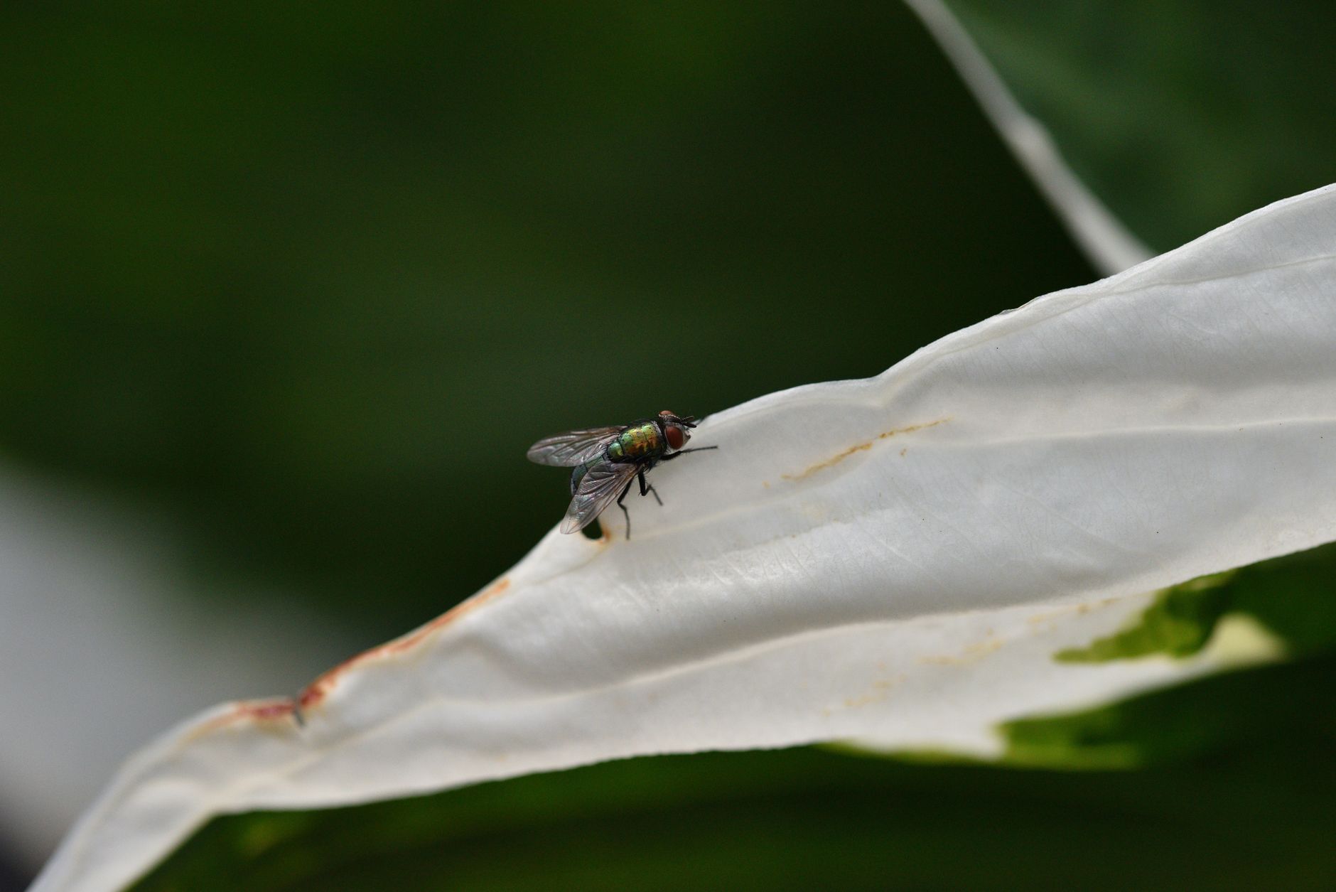 Pêche à la mouche
