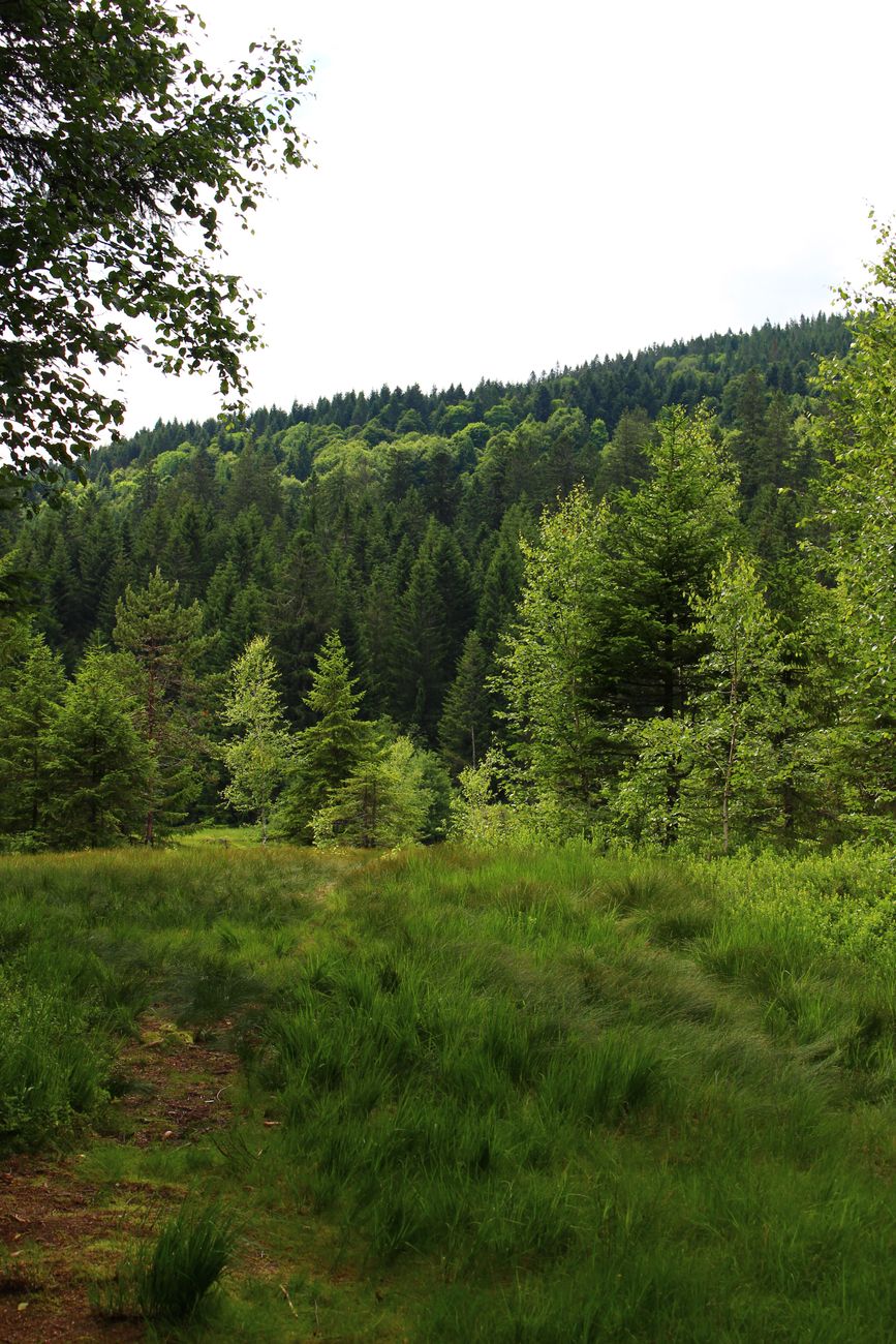 Guides — Trail