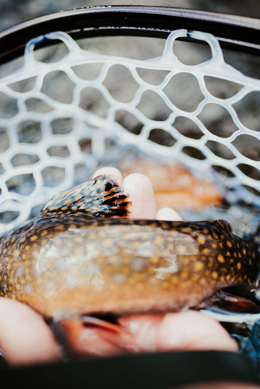 Pêche de la truite