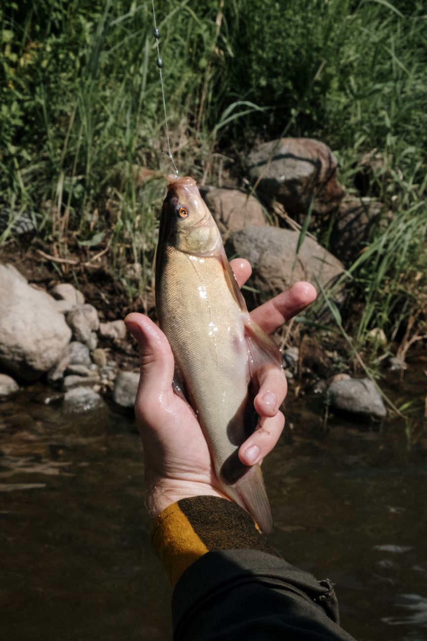 Pêche au toc