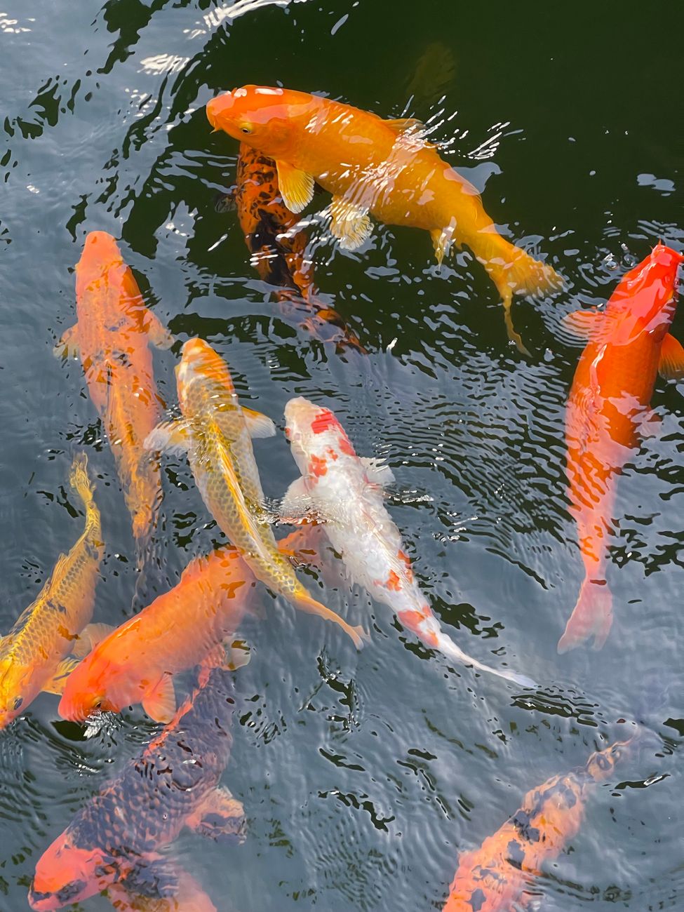 Pêche de la carpe