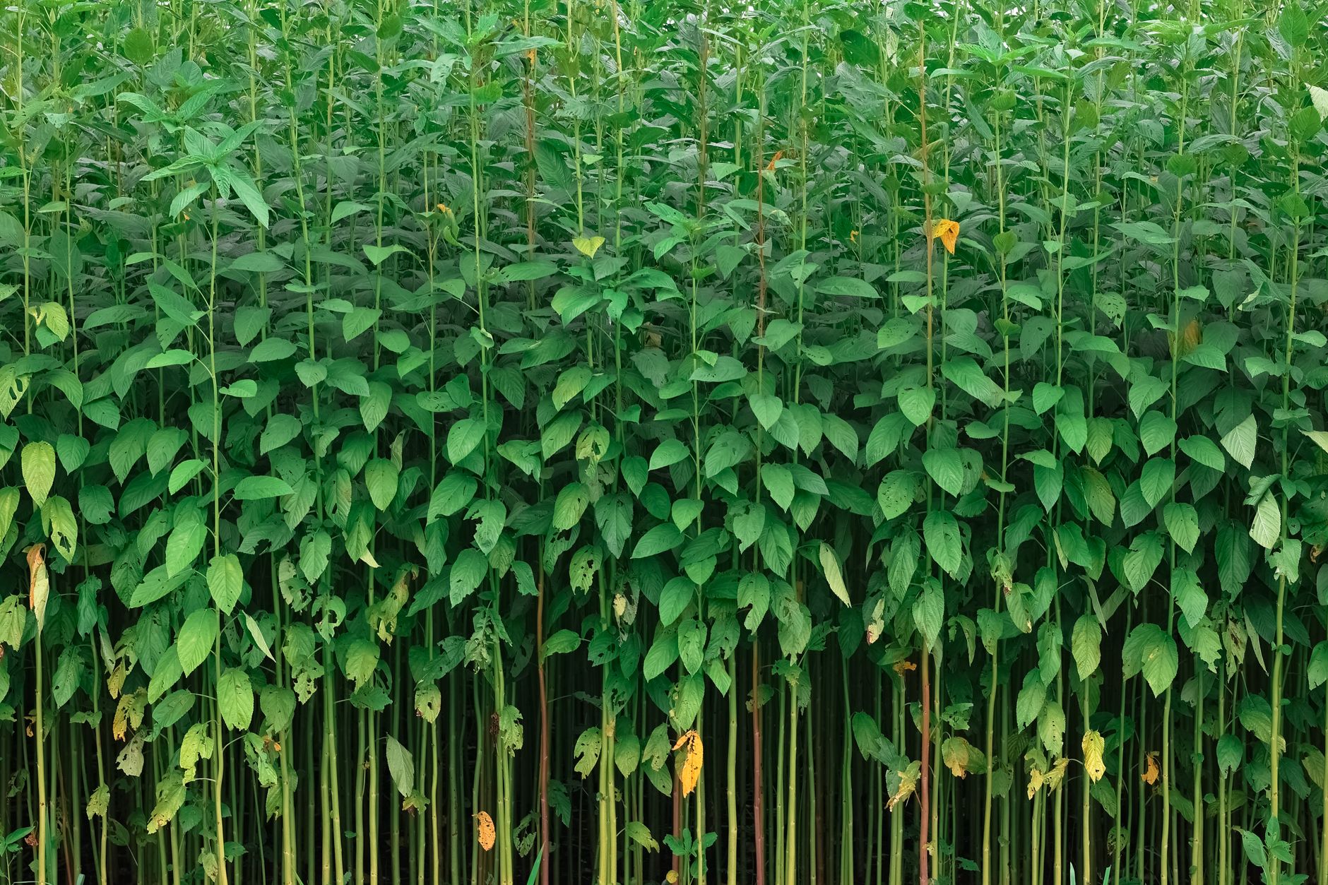 Choisir ses bâtons de randonnée : carbone, alu, pliables — guide