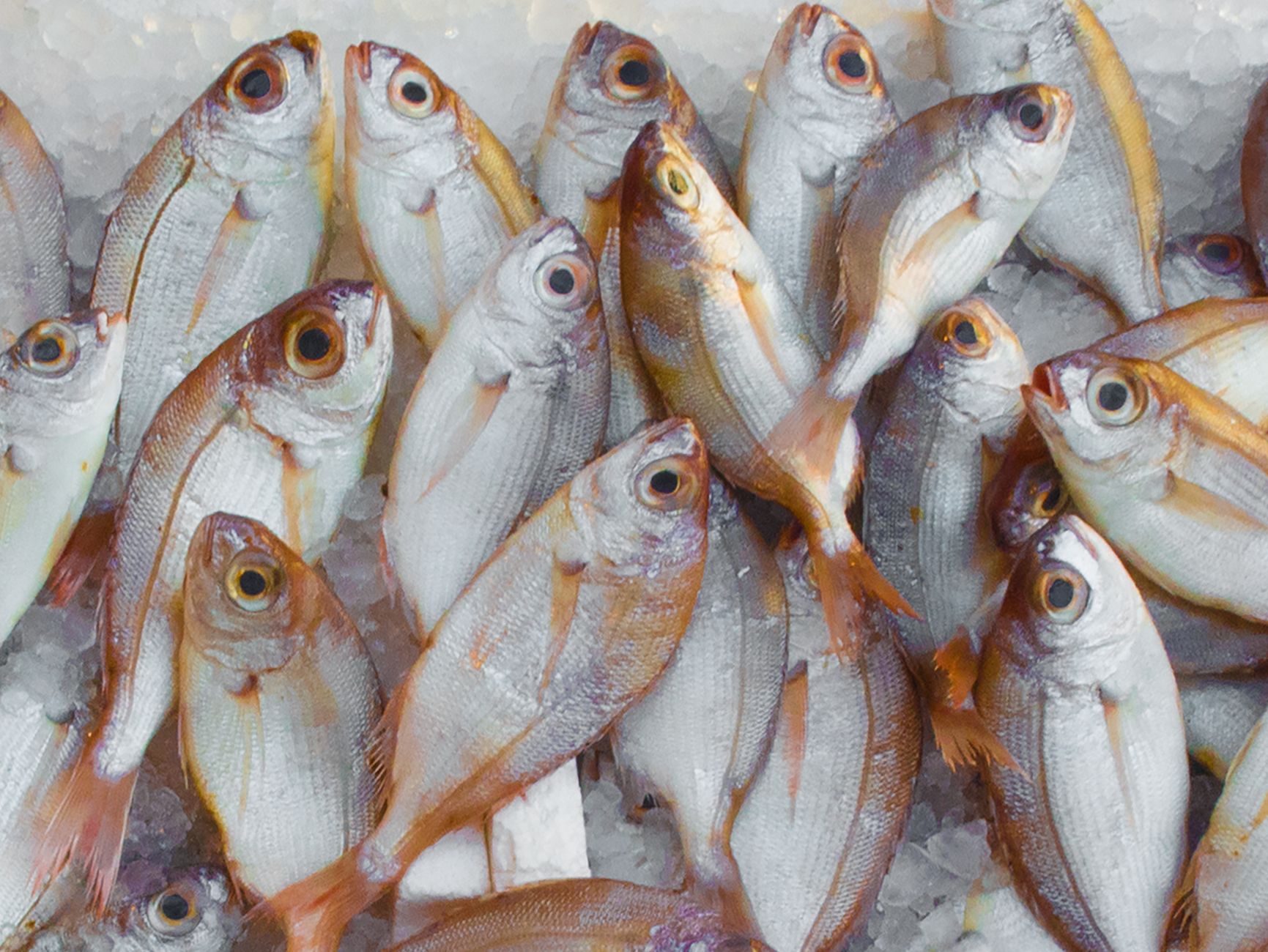 Pêche de la dorade royale