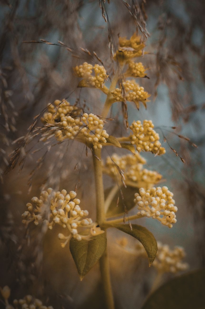Pêche du lieu jaune
