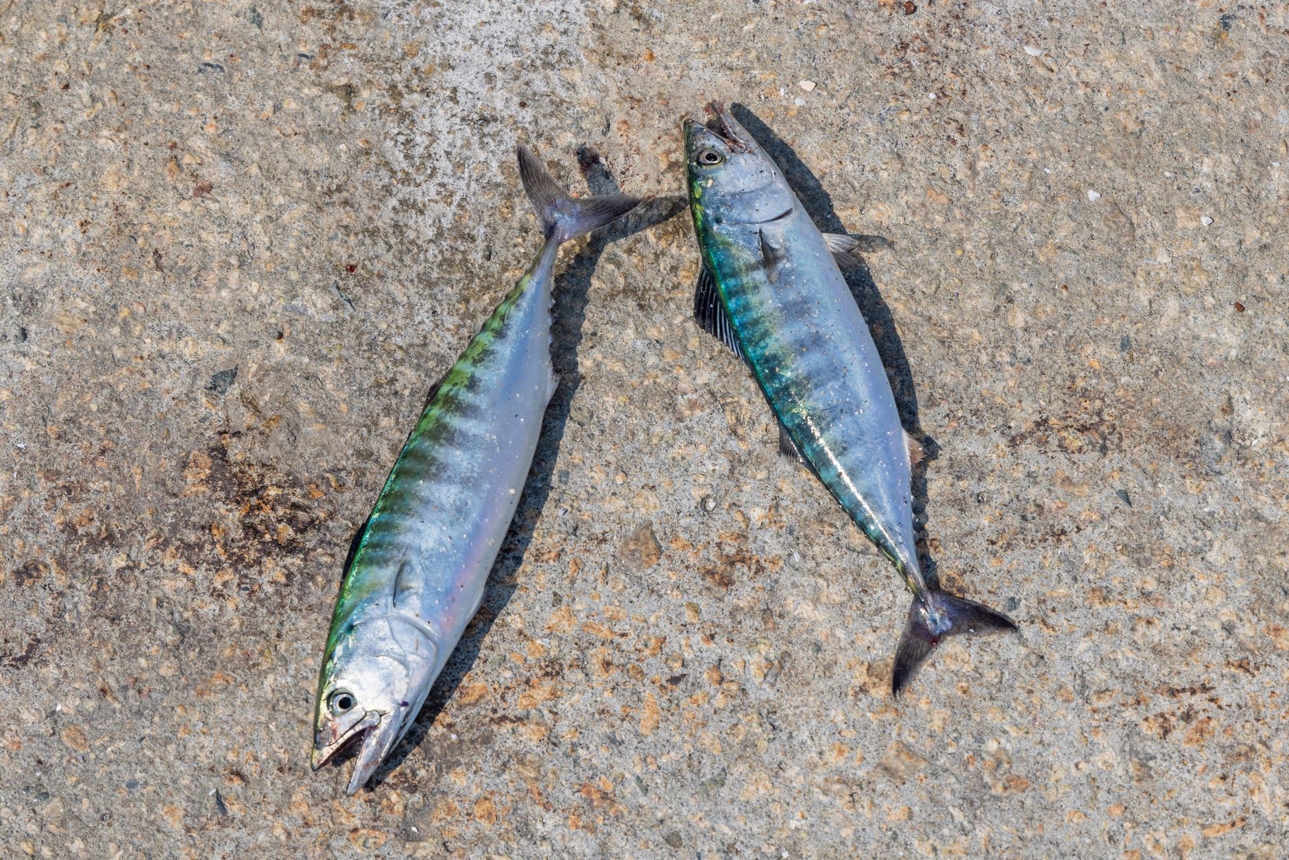 Pêche du maquereau