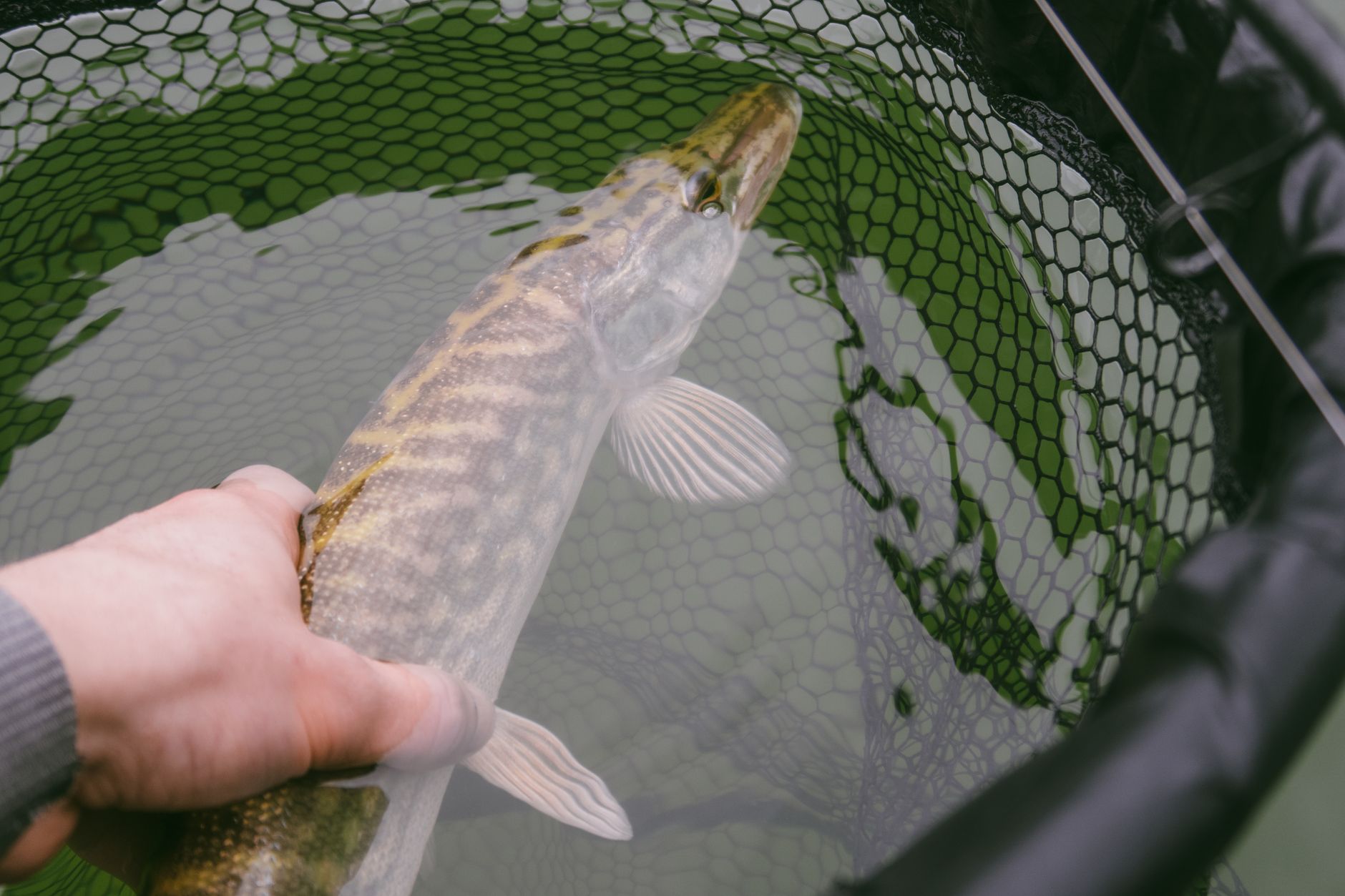 pike fish predator