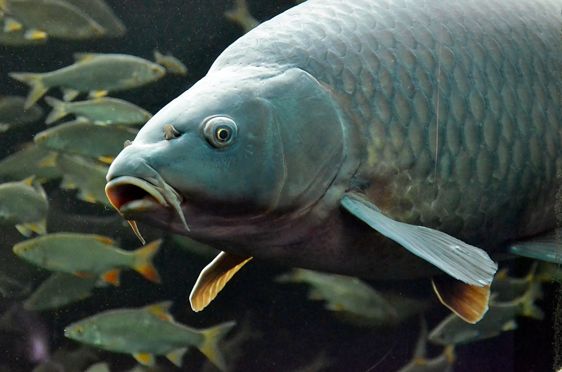 carp fishing