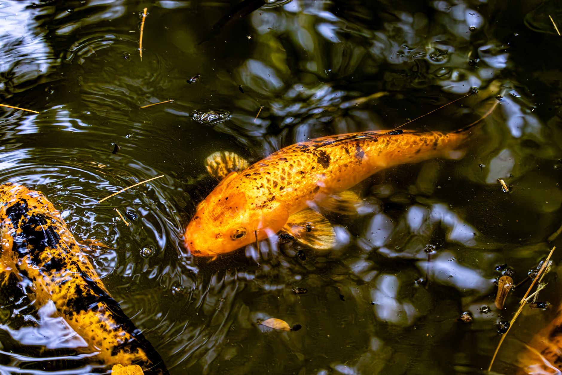 perch fish predator