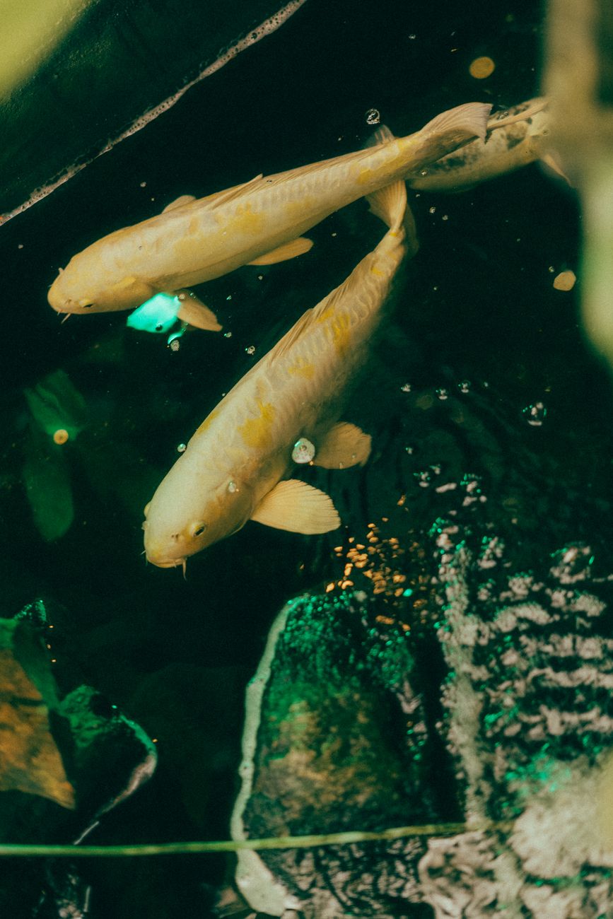 nase fish river cyprinid