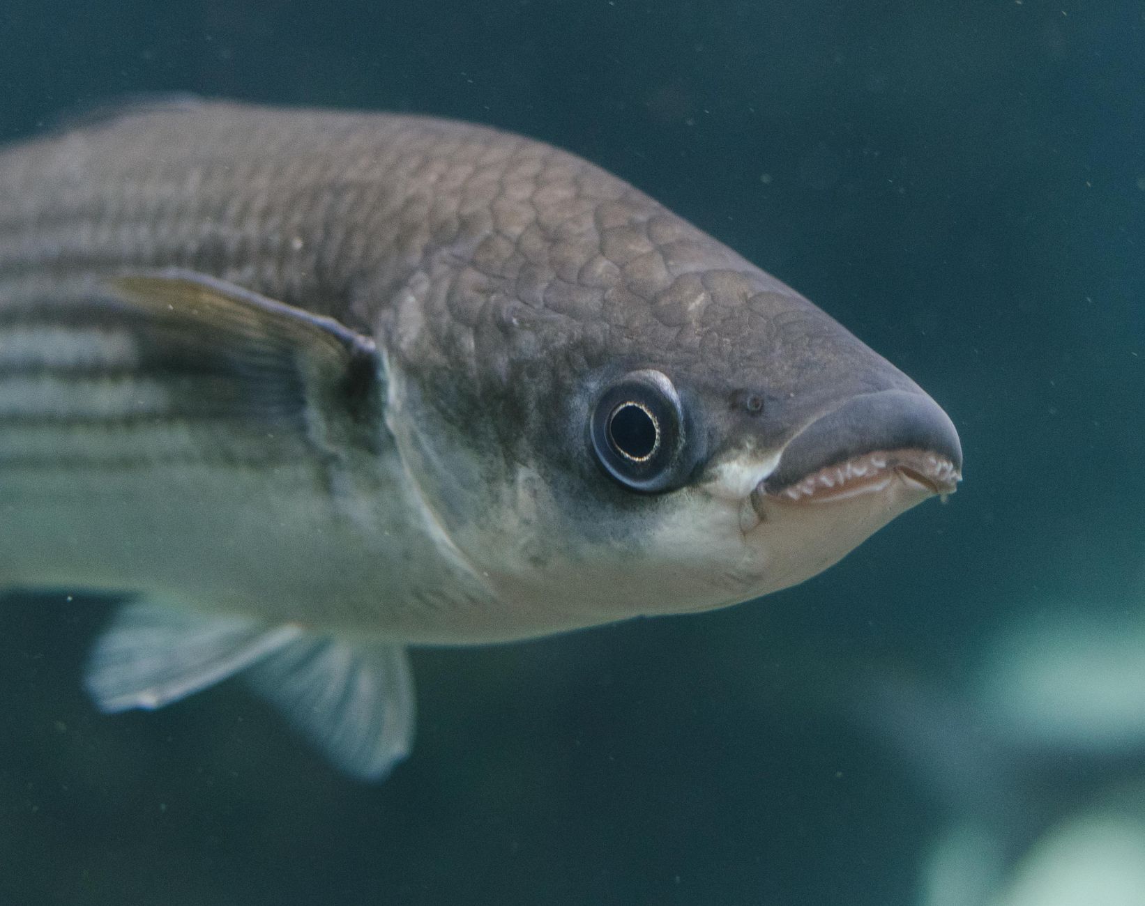 mullet fish sea