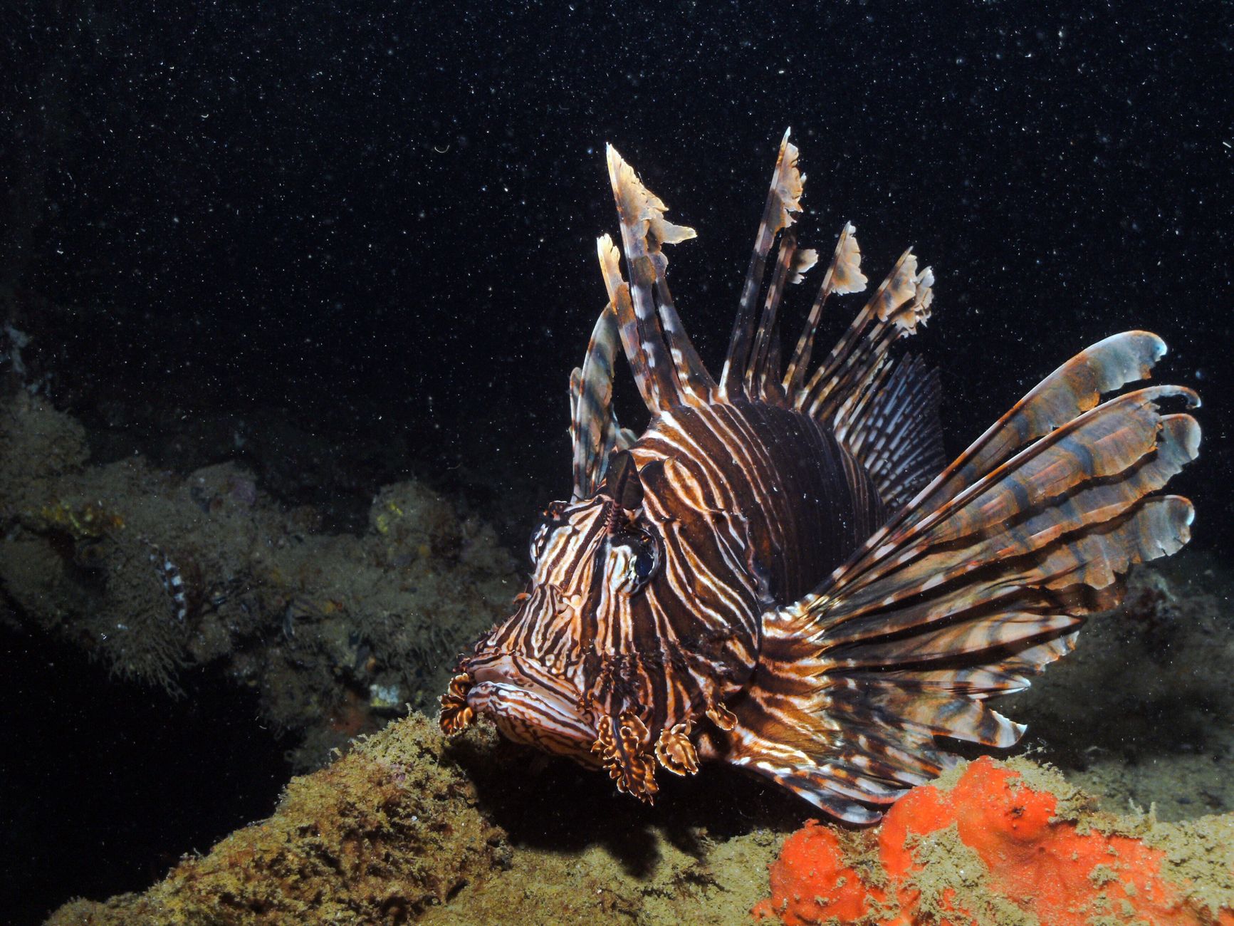 sar fish mediterranean